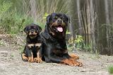 ROTTWEILER 233